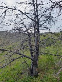 Dead Alligator Juniper