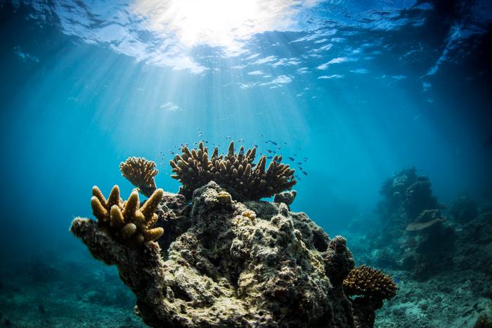 Coral reef in Fiji