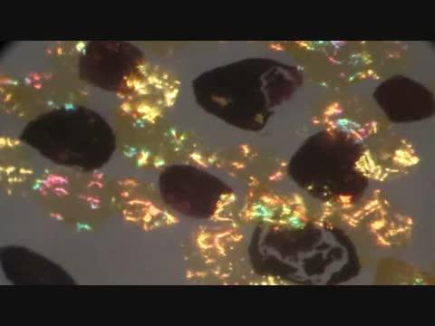 Squid Chromatophore Reflectance