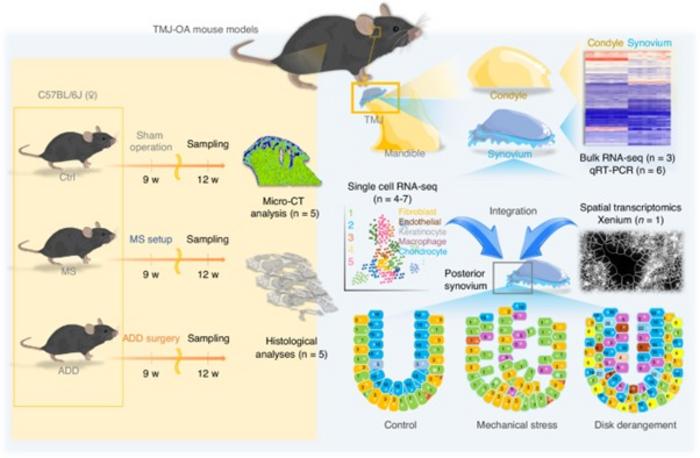 Experimental design and workflow of the TMJ osteoarthritis mouse models