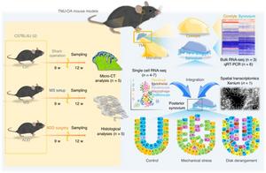 Experimental design and workflow of the TMJ osteoarthritis mouse models