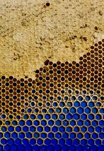 Busy bees can build the right hive from tricky foundations