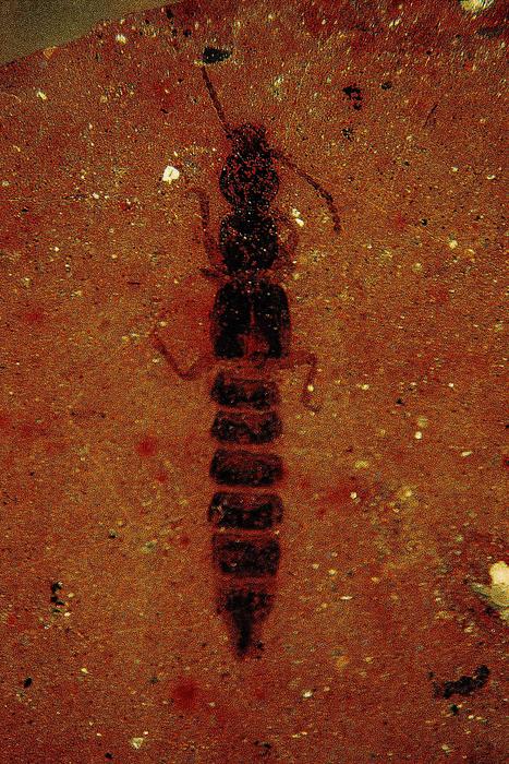 The whole body of Paleothius mckayi species nov. holotype, Orapa Diamond Mine, polarised light, scale bar = 1 mm. Taken from McCarthy and Rubidge (2005, figure 9.9, page 254).