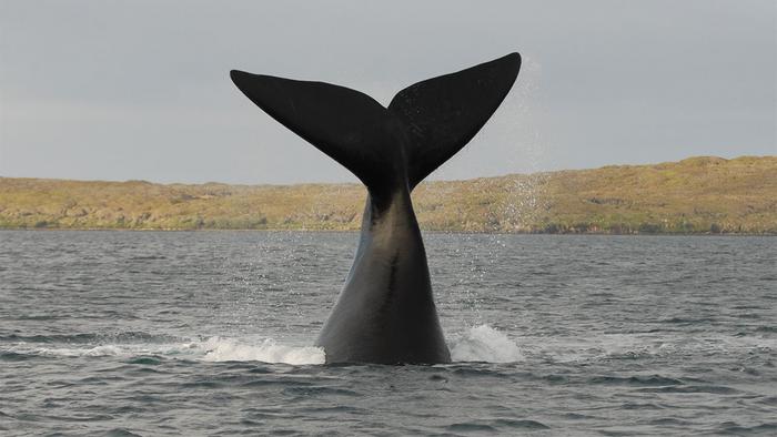 Southern right whale