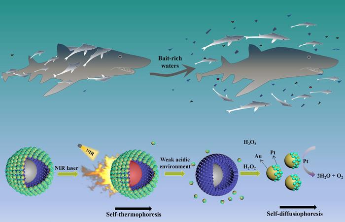 Biomimetic two-stage micro@nanomotor with weak acid-triggered release of nanomotors