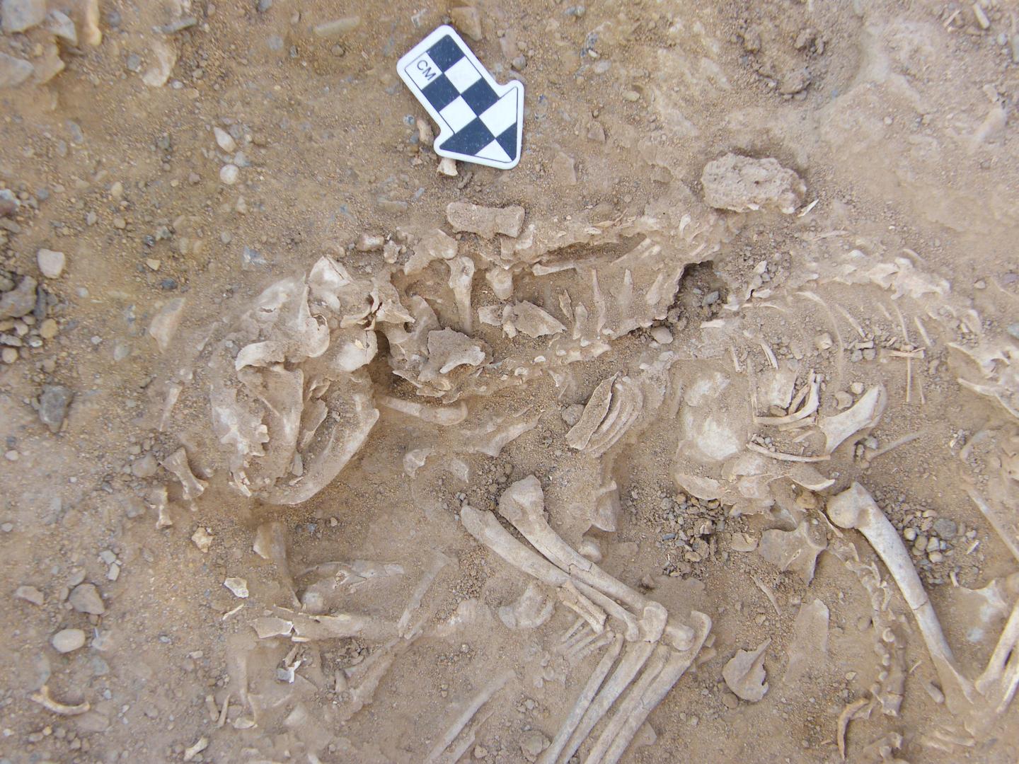 Several Cats Buried in a 6,000-Year-Old Pit in Hierakonpolis, Egypt