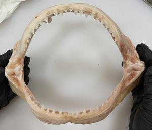 A bull shark jaw. Credit Josephine Lingard