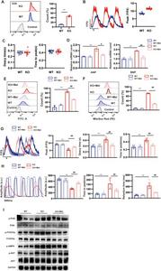 Melatonin alleviates hypertrophic cardiomyopathy.