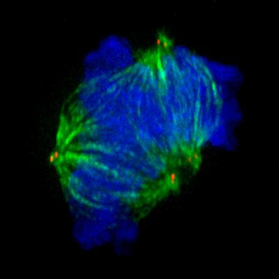 Flawed Separation of Chromosomes