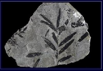 Fossil Leaves
