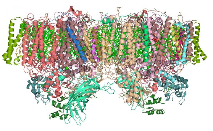 Photosystem II Illustration