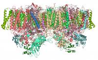 Photosystem II Illustration