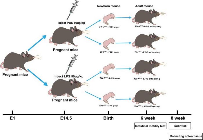 Schematic diagram of the four groups.