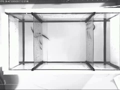 Fish Friend Preference