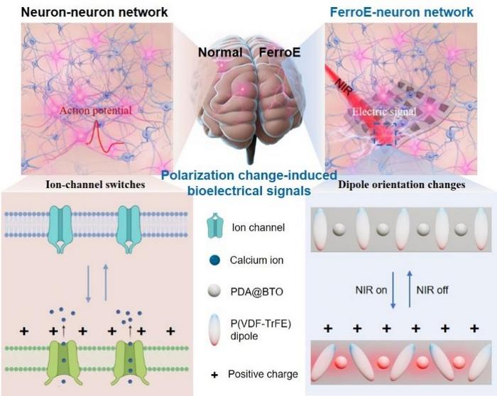 Conceptual scheme of neuron-inspired FerroE
