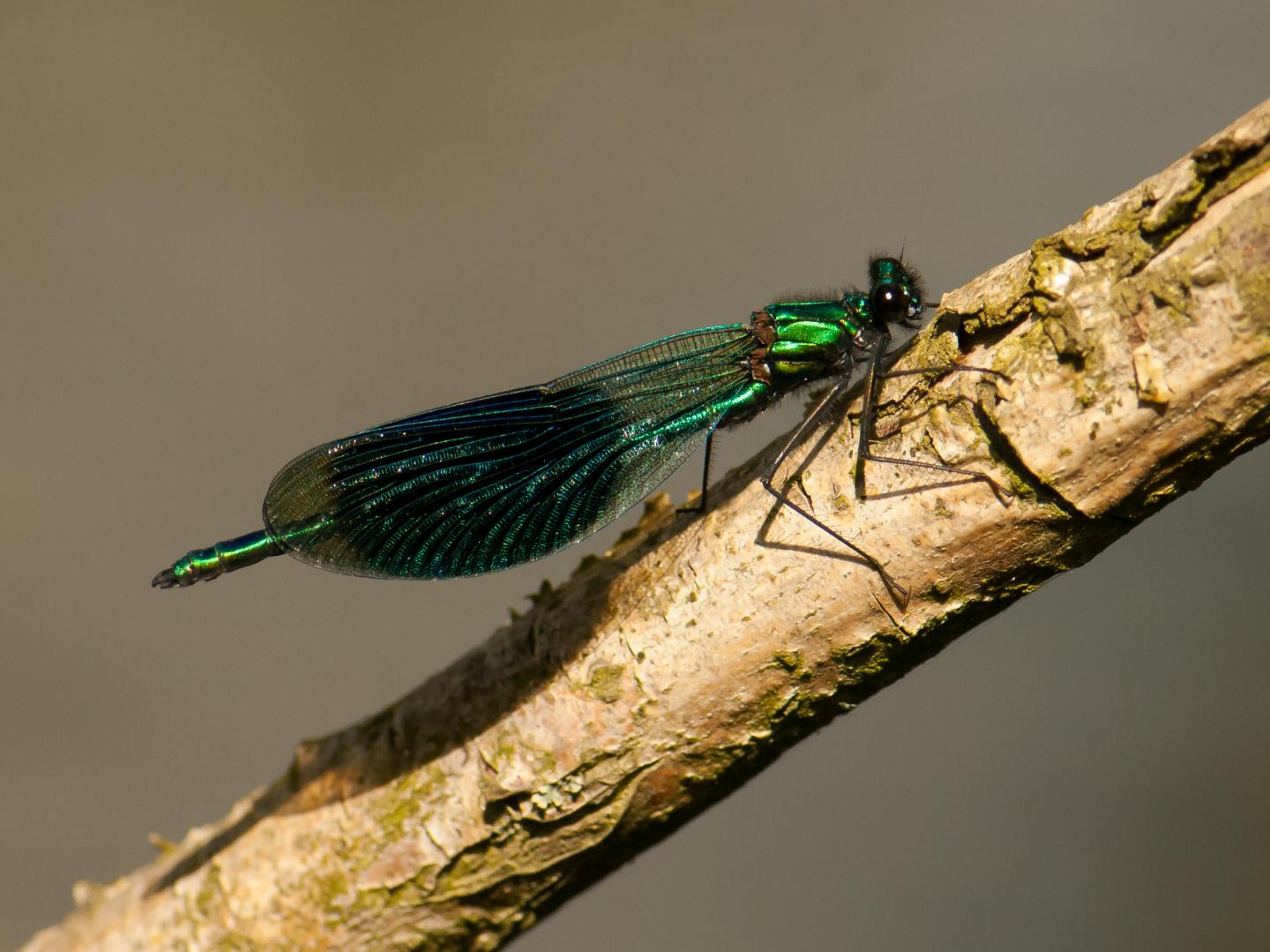 The Blue-Banded Demoiselle (<em>C. splendens</em>)