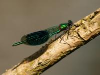 The Blue-Banded Demoiselle (<em>C. splendens</em>)