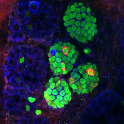 Cellular Alchemy