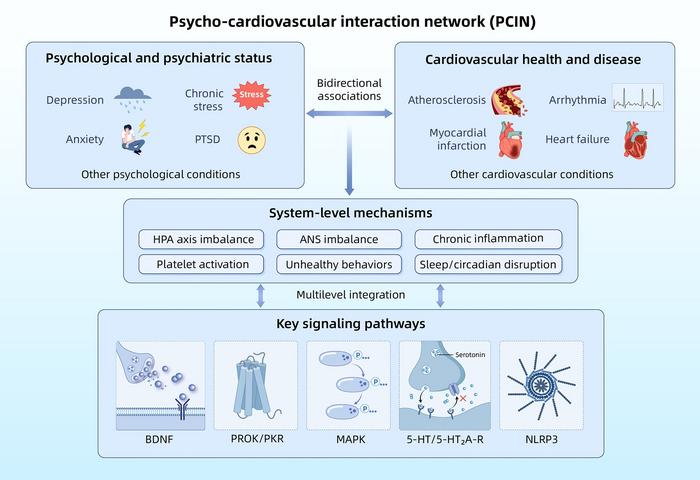 Psycho-cardiovascular interaction network (PCIN): from mind to heart via multilevel mechanisms.