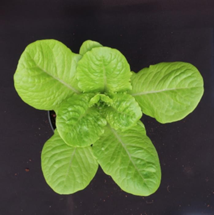 Gene-edited lettuce