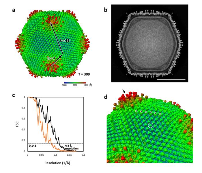 Ushikuvirus: a new giant virus infecting amoebae