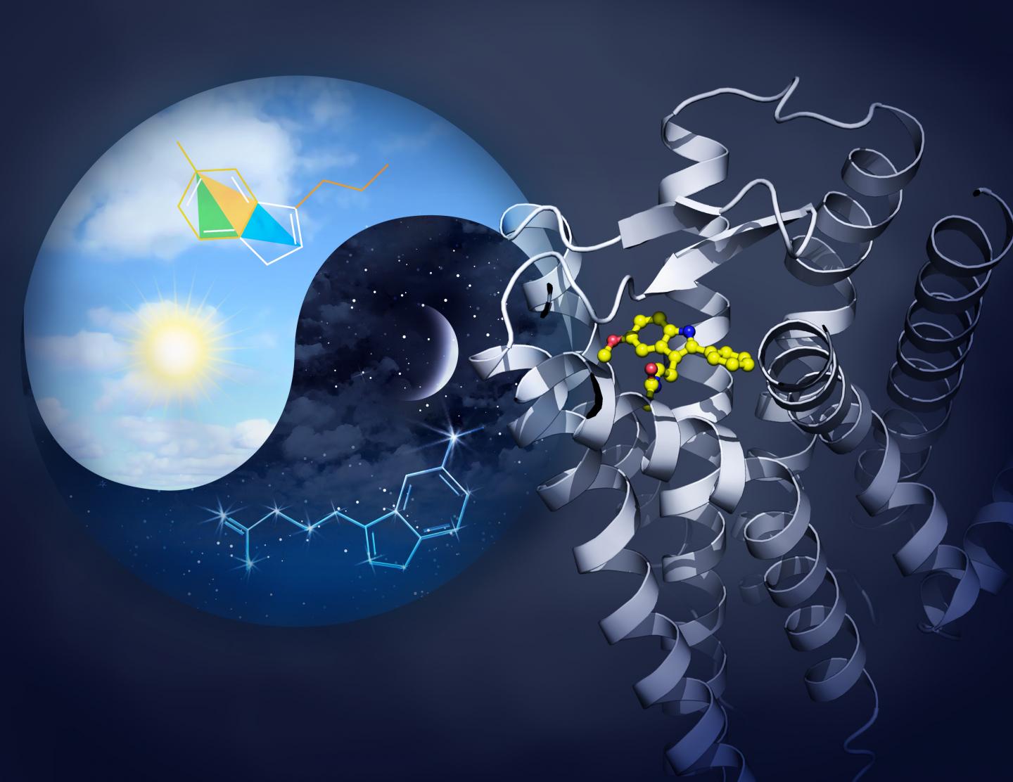 Melatonin Receptors