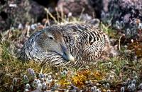 Nesting Common Eider