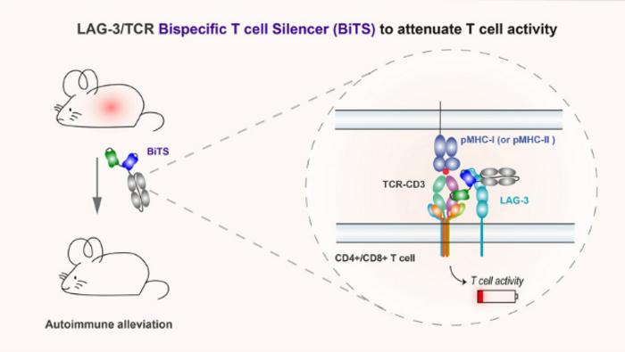 Proximity between LAG-3 and the T cell receptor guides suppression of T cell activation and autoimmunity