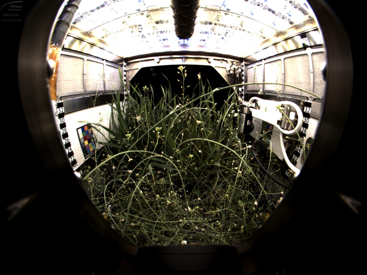 Dwarf Wheat