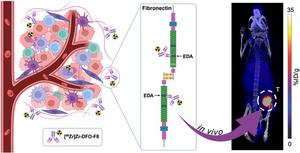 [89Zr]Zr-DFO-F8 binds specifically with EDA-FN in the tumor stroma to delineate TNBC.