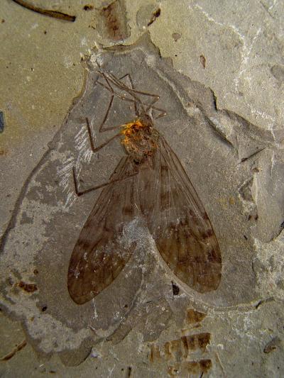 Scorpionflies Push Back Earliest Pollination (3 of 6)