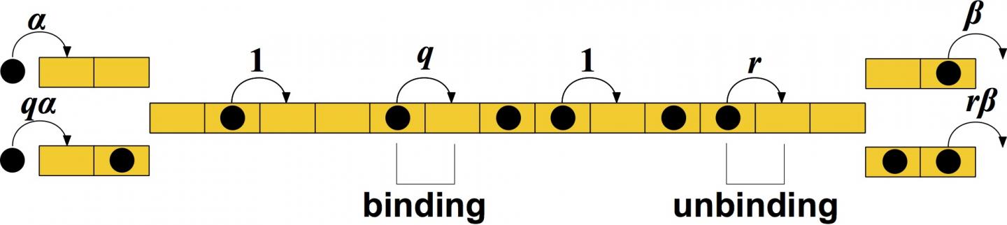 Modeling the Movement of Motor Proteins