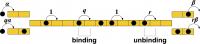 Modeling the Movement of Motor Proteins