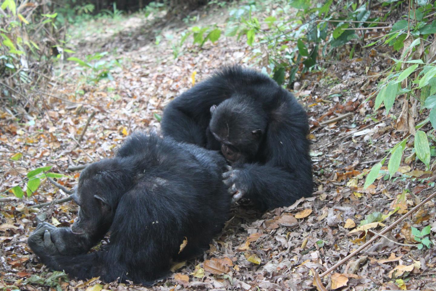 Chimpanzees