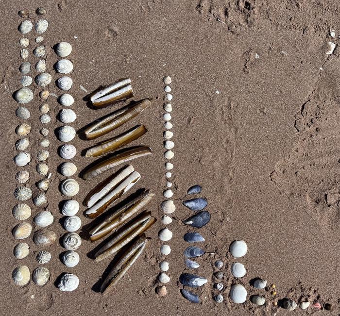 Mixed shell "histogram" on red sand