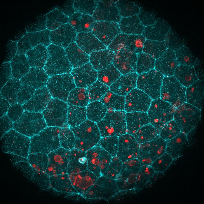 Zebrafish embryos swallowing dead cells