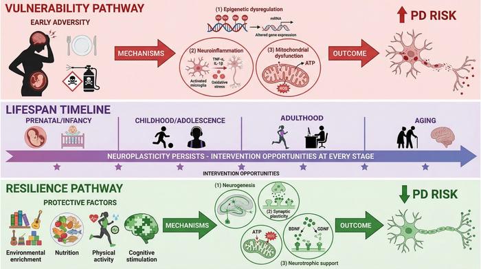 PD trajectory is dynamic and modifiable across the entire lifespan.