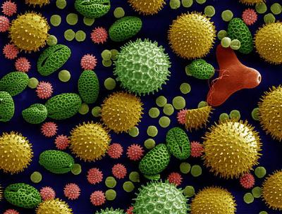Pollen Grains from Common Plants