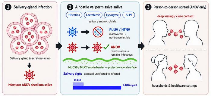 How Andes virus may use saliva to spread between people