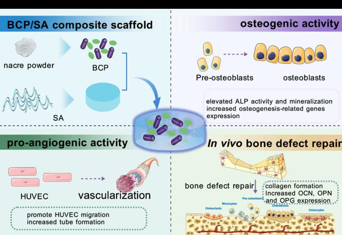 Schematic diagram of the preparation of BCP/SA composite scaffolds and with dual osteogenic/angiogenic potential for efficient bone defect repair.