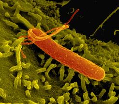 <em>Helicobacter pylori </em>