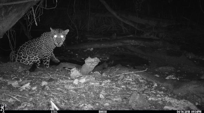 Jaguar