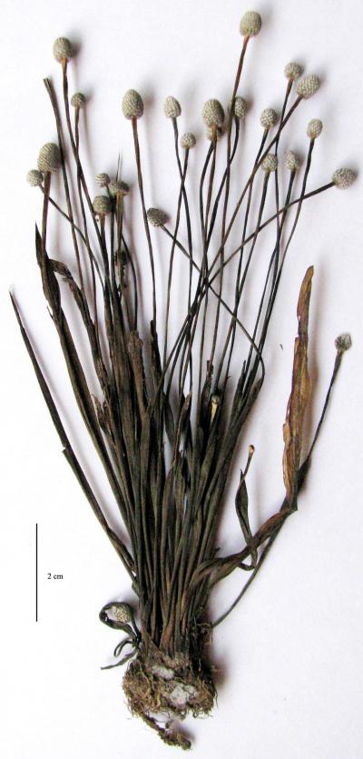 Eriocaulon New Species