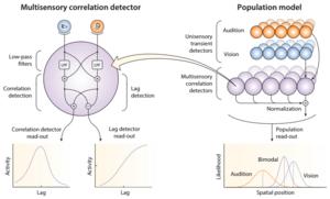 Multisensory Correlation Detector population model