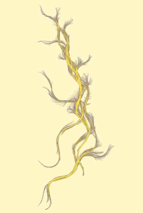 Worm tracks