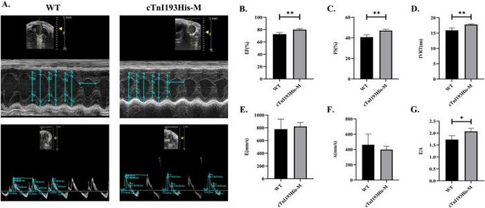 Cardiac function of 4-month-old mice.