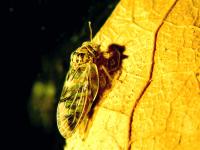 <i>Pachypsylla venusta</i>, the Hackberry Petiole Gall Psyllid