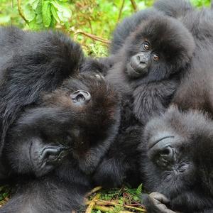Two adult female mountain gorillas rest in physical contact, along with one of their infants, an indication of a close affiliative relationship