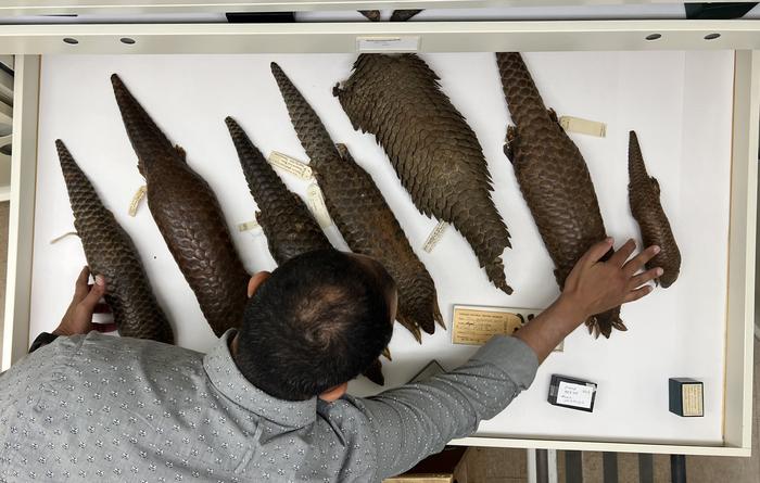 Anderson in collections