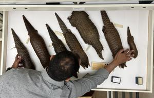 Anderson in collections